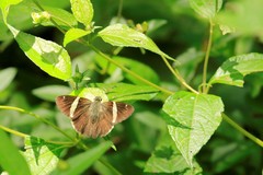 Autochton bipunctatus