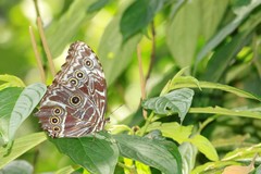 Morpho deidamia
