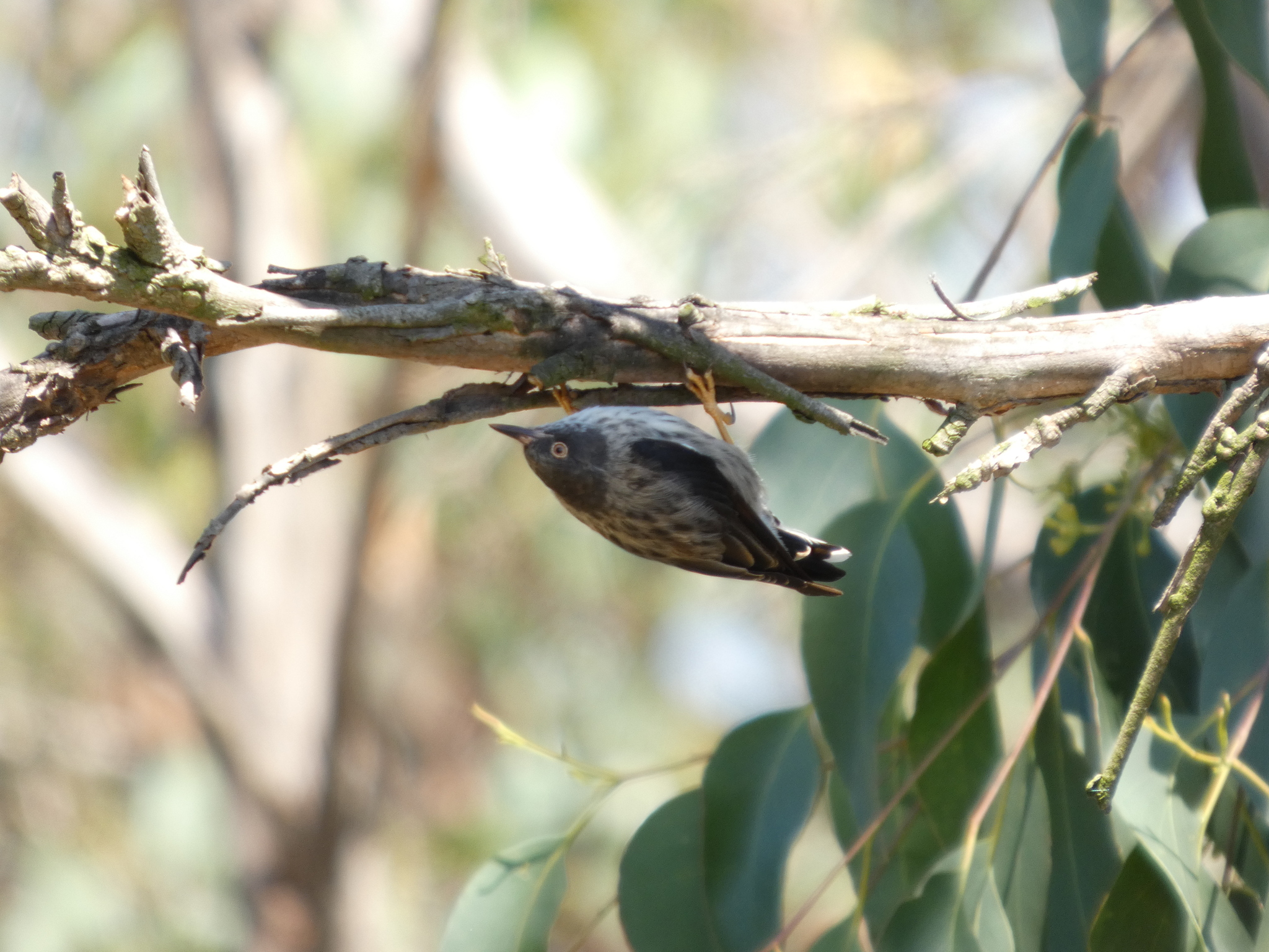 Varied Sittella (Daphoenositta chrysoptera), photo 7