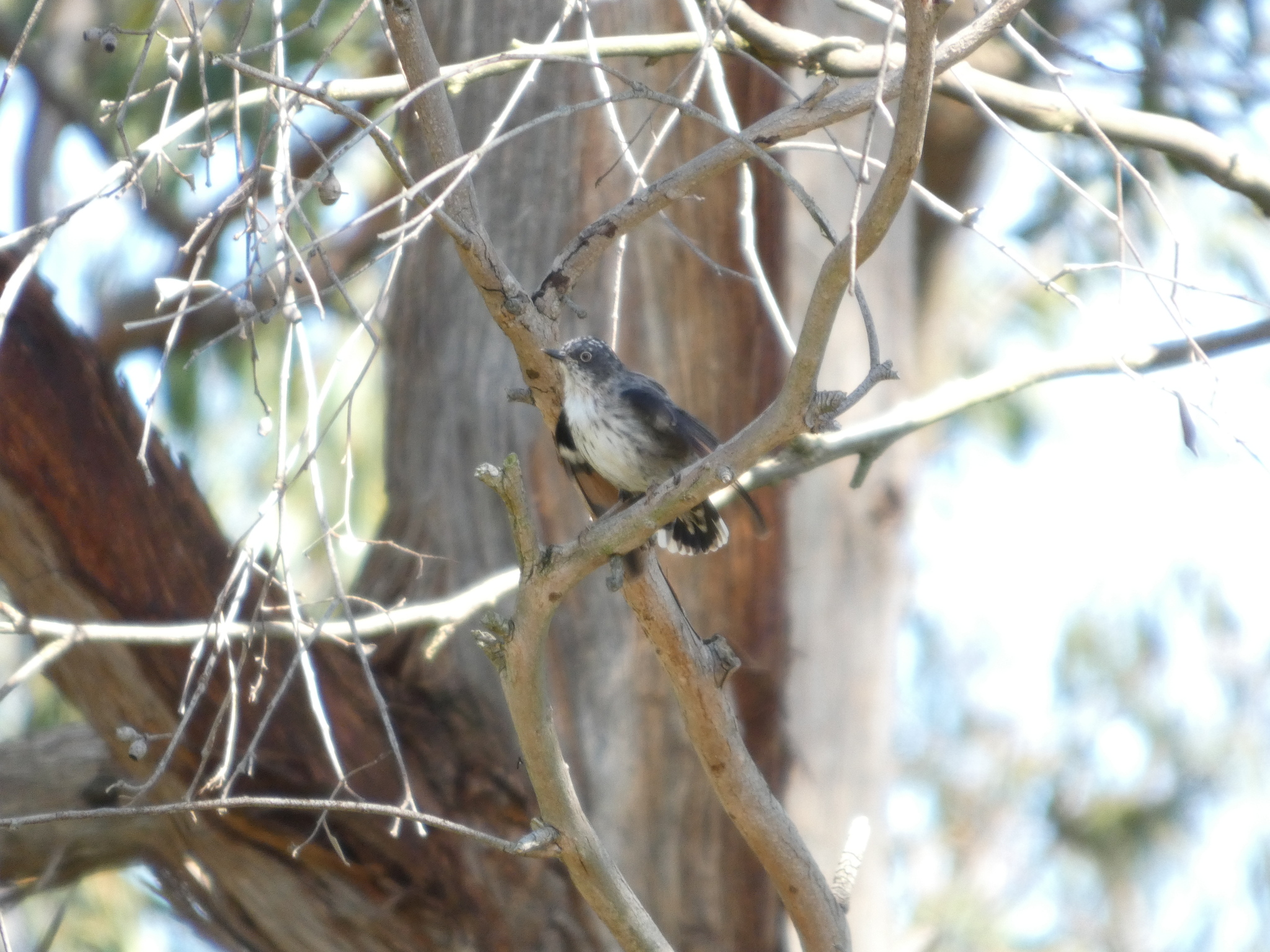 Varied Sittella (Daphoenositta chrysoptera), photo 8