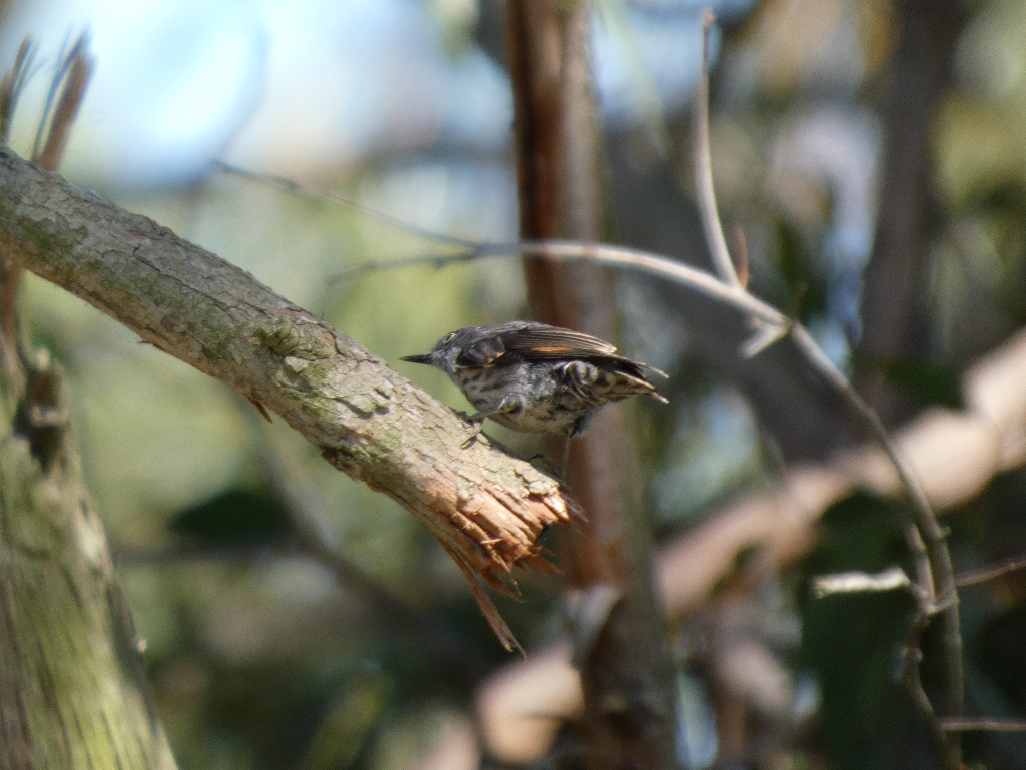 Varied Sittella (Daphoenositta chrysoptera), photo 9