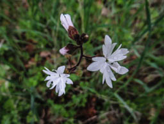 Lithophragma heterophyllum