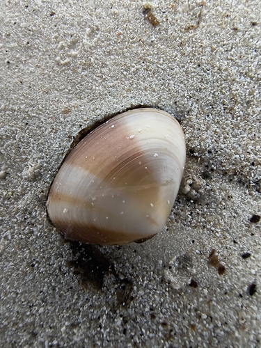 Latona faba