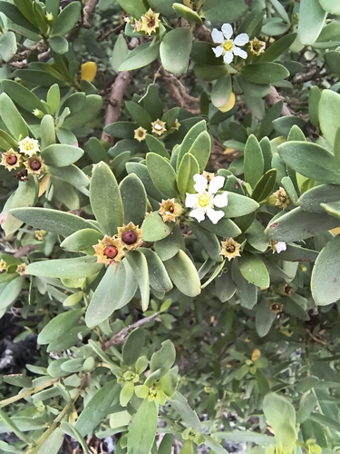 bantigue (Pemphis acidula)
