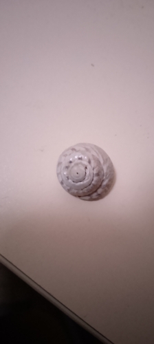 Gibbula magus