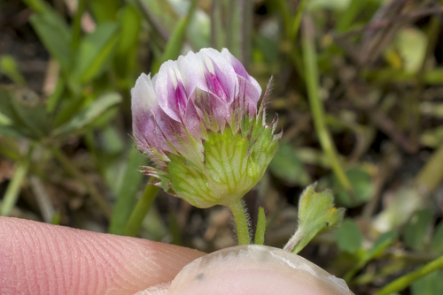 Bearded Clover (Trifolium barbigerum)
