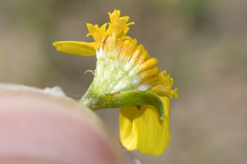 alkali goldfields (Lasthenia platycarpha)
