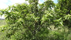 Brachychiton bidwillii
