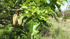 Brachychiton bidwillii