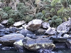 Eudyptes pachyrhynchus