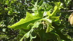 Brachychiton bidwillii