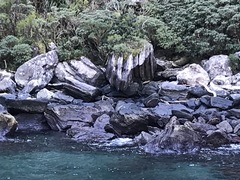 Eudyptes pachyrhynchus