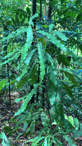 Macadamia tetraphylla observed 2026-03-08