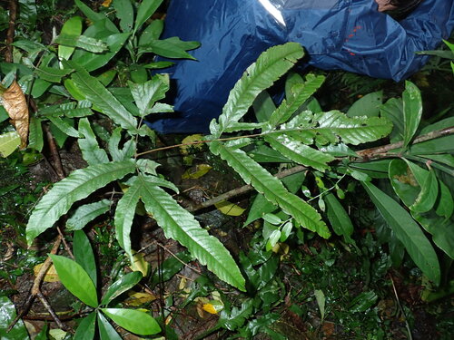 Tectaria simonsii (Tectaria simonsii)