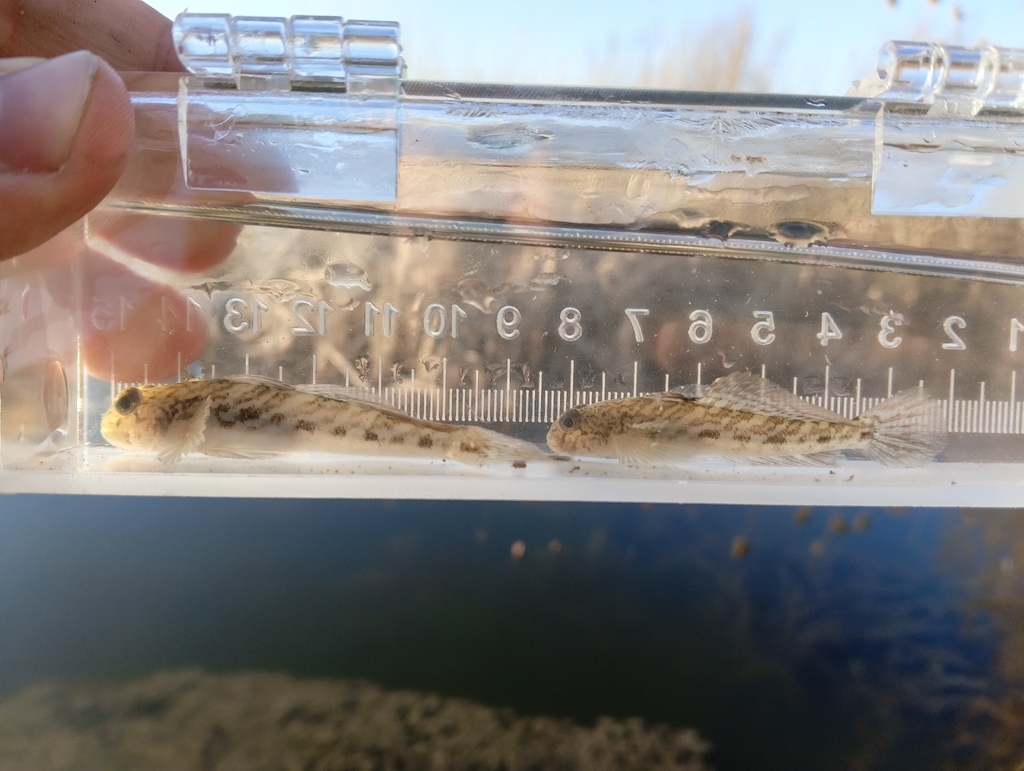 Racer goby (Babka gymnotrachelus) — Gobiidae