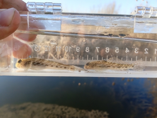 Racer goby (Babka gymnotrachelus) — Gobiidae