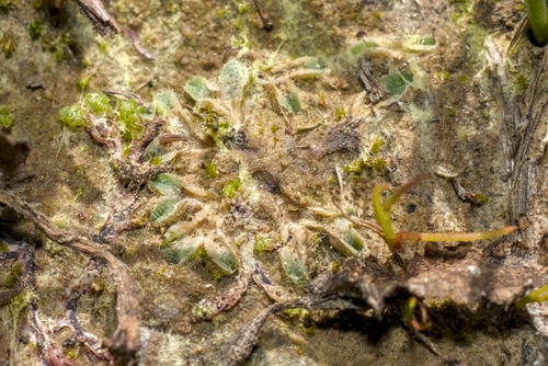 Hairy Crystalwort (Riccia trichocarpa)