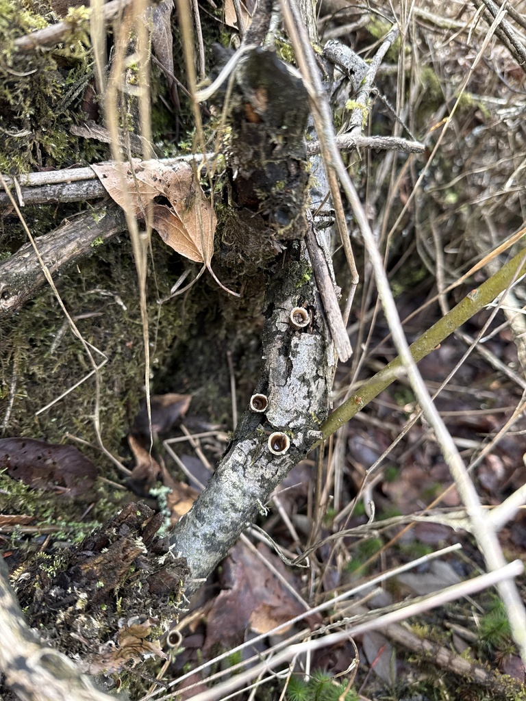 Nidula candida · March 2026 · photo: © oneofthedavesiknow (iNaturalist, cc0)