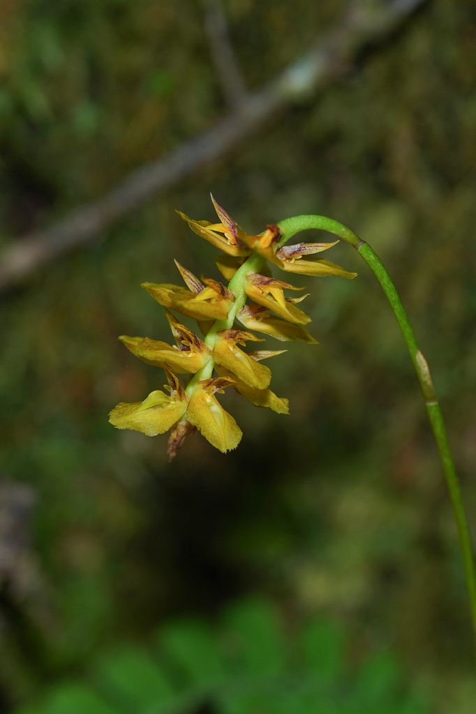 Bulbophyllum turkii