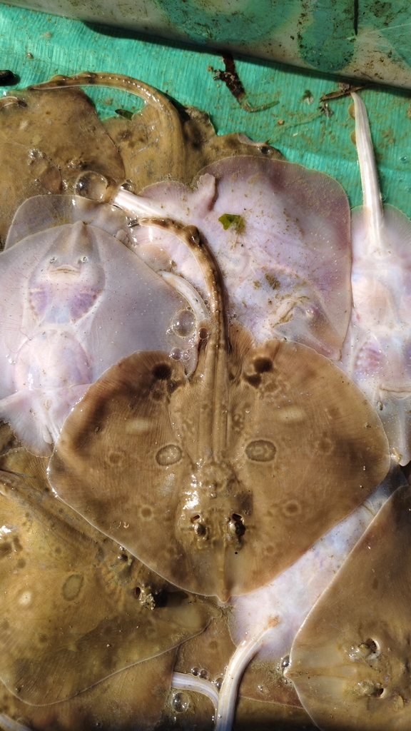 Ocellate spot skate (Okamejei kenojei) — Rajidae