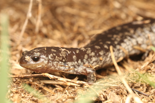 Small-mouthed Salamander, Ambystoma texanum