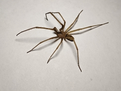 Kukulcania hibernalis