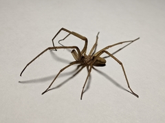 Kukulcania hibernalis