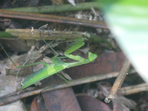 Cameroon Mantis