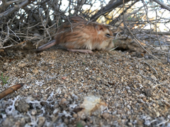 Dipodomys merriami