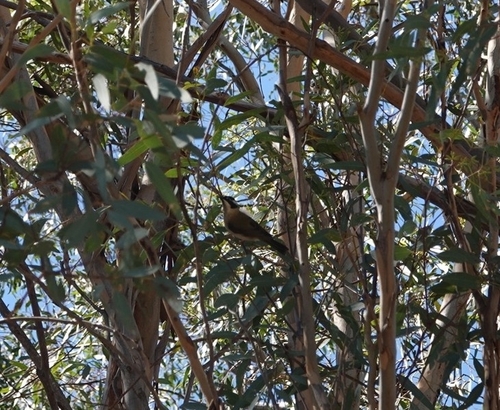 Black-chinned Honeyeater (Melithreptus gularis)