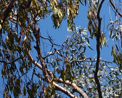 Black Honeyeater (Sugomel nigrum), photo 7