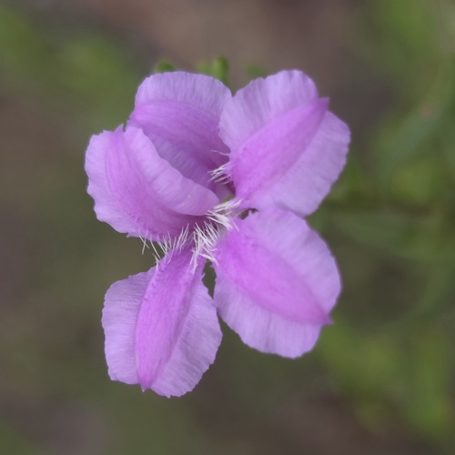 Coopernookia barbata (Coopernookia barbata)