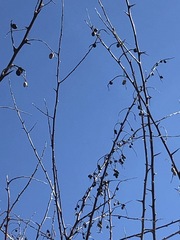 Olea europaea europaea