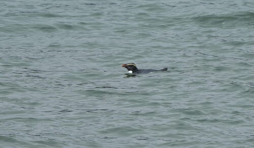 Fiordland Penguin (Eudyptes pachyrhynchus), photo 4