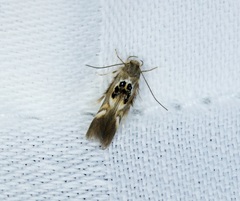 Hieromantis arcuata