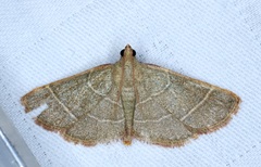 Hypsopygia nonusalis