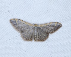 Idaea costiguttata
