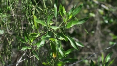 Heteromorpha arborescens