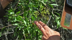 Heteromorpha arborescens