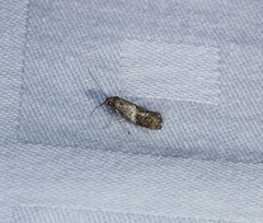Epermenioidea