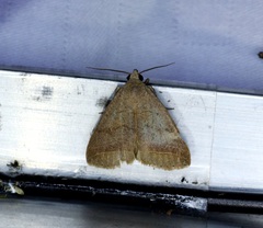 Bocula caradrinoides