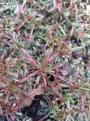 Camissonia contorta