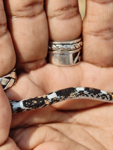 Barred Wolf Snake