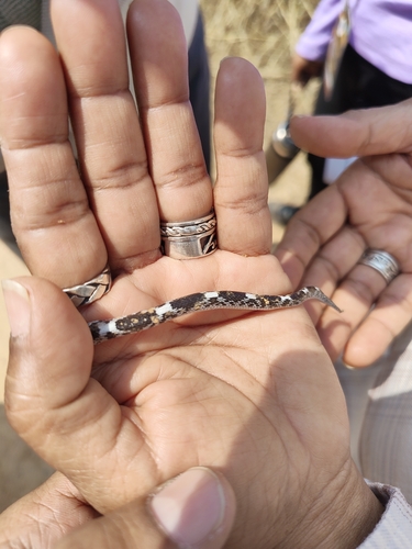 Barred Wolf Snake