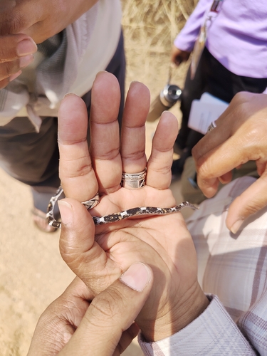 Barred Wolf Snake