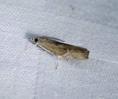 Culladia hastiferalis