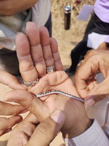 Barred Wolf Snake