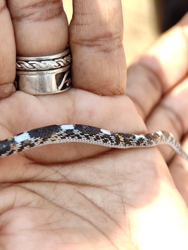 Barred Wolf Snake