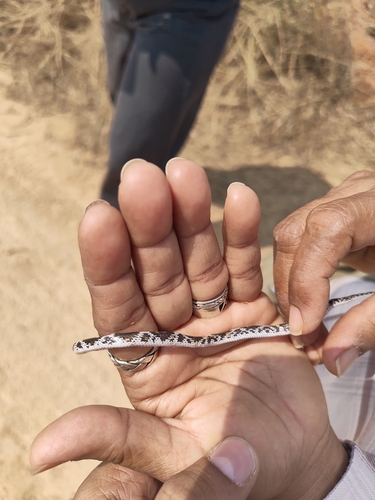 Barred Wolf Snake