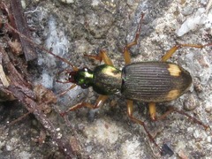 Chlaenius posticalis